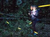 Two people walk through Macquarie Pass National Park to see the fireflies. Picture supplied