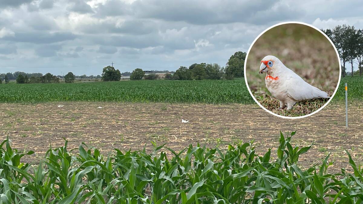 NPWS is investigating the death of corellas at Terara. Picture by Kathy Sharpe and insert stock image by Rosie Nicolai/DPE and supplied by NPWS