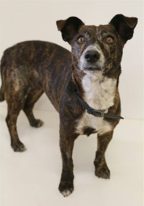 MINI-MOVER: Peggy would love a daily walk and regular trips to the park or beach to burn off some energy.