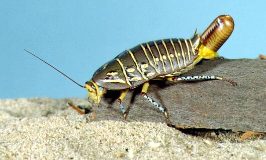 This native cockroach is common to central Australia. Image: CSIRO.