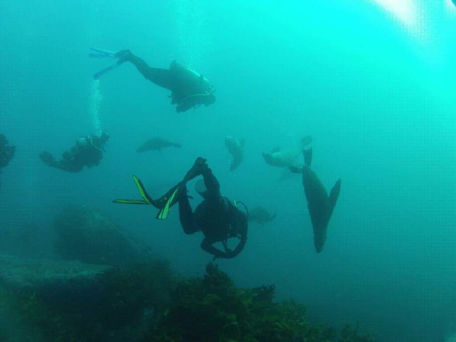 UNDER THE SEA: Divers take to the water with seals - now they can swim with even bigger creatures. Image credit: Dive Jervis Bay.