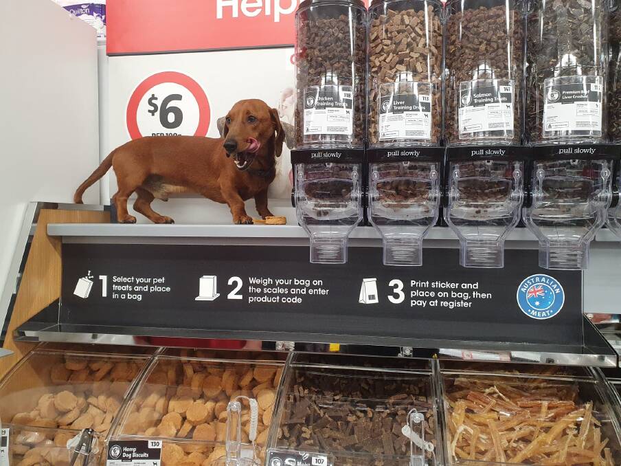 Chilli licks his lips at the new pet snack bar in Coles Nowra.