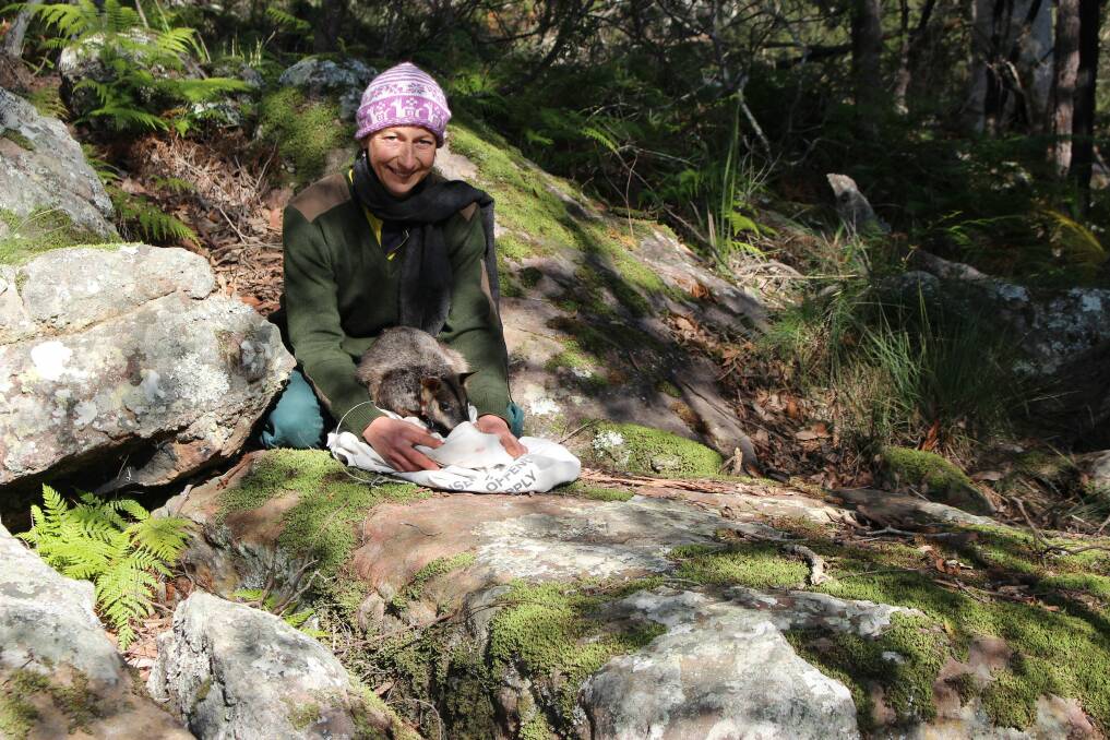 RELEASING RUBEN: It is hoped that sub-adult males Ruben and Magic will provide more information about Bruck-tailed Rock-wallaby behaviour in Kangaroo Valley. Photo: Lauren Hook.