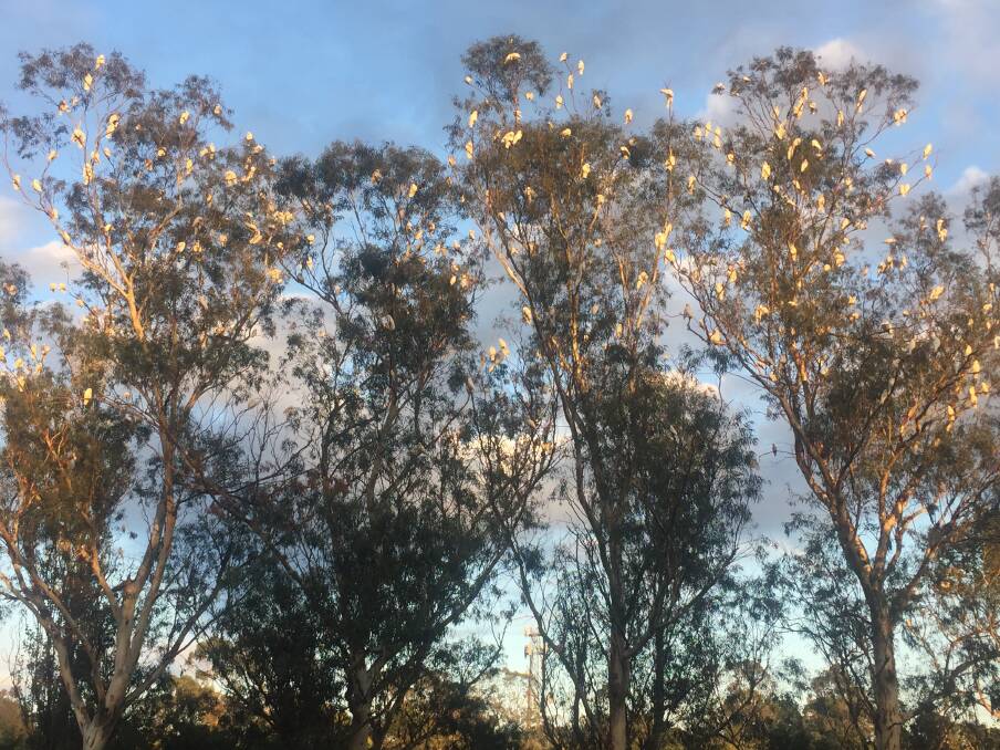 How many can you count? The corella flock in Marriott Park.