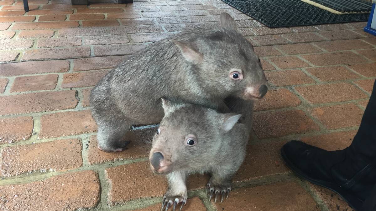 Twin wombats Pride and Joy are excited to move in to their new luxury accomodation. 