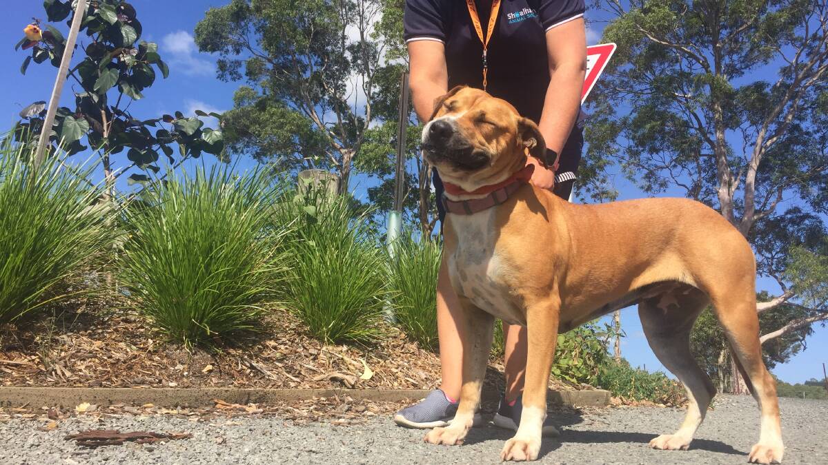 Indie has a second chance at life after arriving at Shoalhaven Animal Shelter, which does not put down animals suitable for adoption.