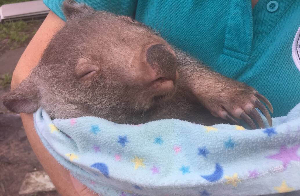 Shirley had more wombats than she could handle - inmates came to help