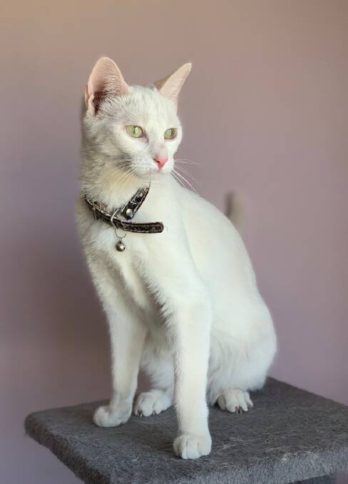 PURRFECTION: Holly would make a regal addition to any home.
