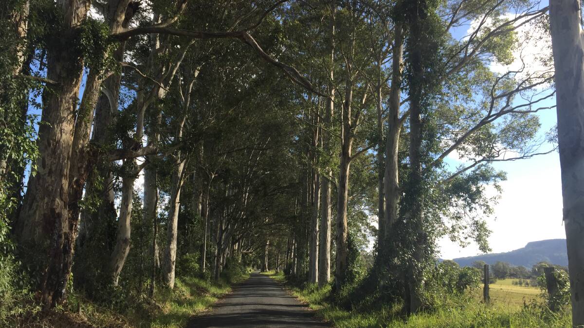 Council grants reprieve for Taylors Lane tree tunnel