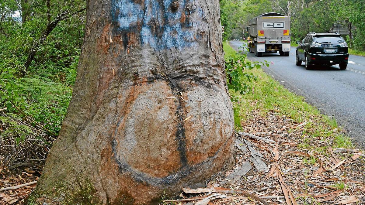 How's that for a centuries-old bum? Study reveals tree's age