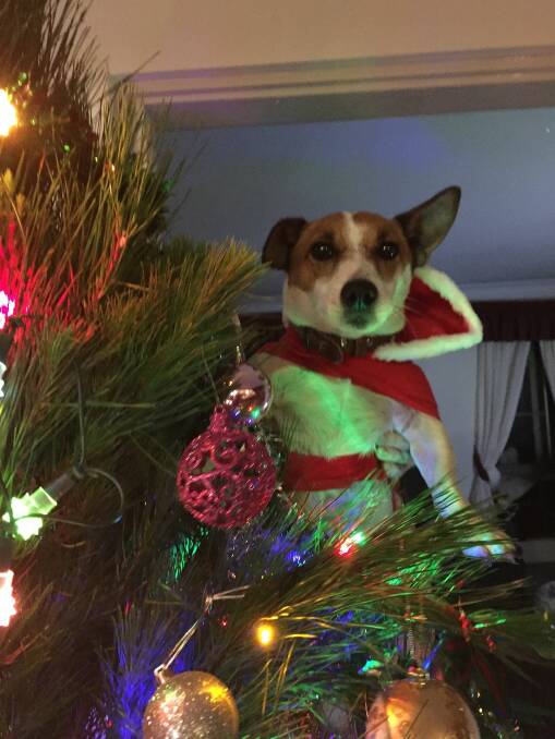 Who needs a star on top of the tree when you have Flip the Jack Russell? 