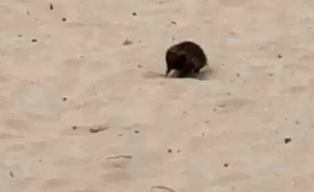 This echidna enjoys a day at the beach.