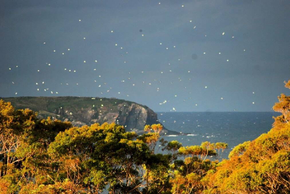Seabirds take flight ahead of wild weather. Photo: John Hanscombe.