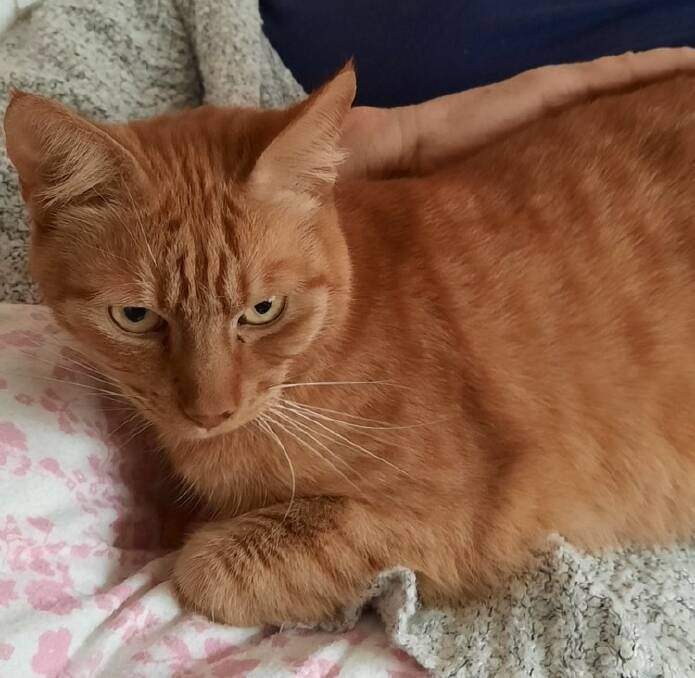 From lonely Cheeto to Gorgeous George, shy ginger gentleman finds forever home