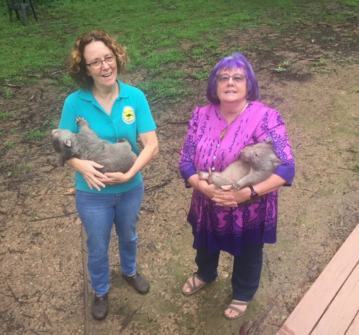 Wombat carer Shirley Lack (right) with volunteer Debbie Colbert.