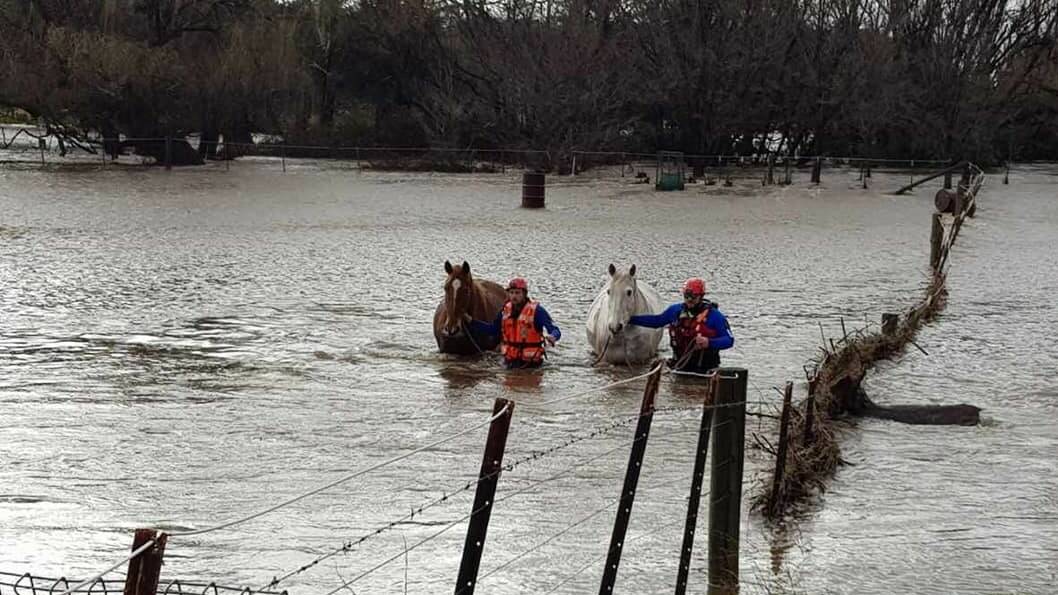 SES volunteers rescue horses from floodwaters.