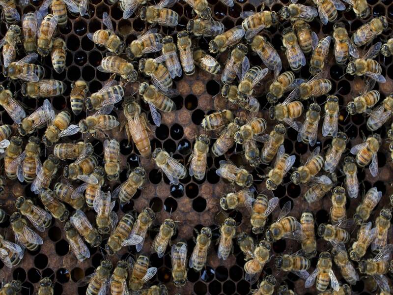 The bees' 'alarm clock' had previously only been visible to the naked eye by opening up the hive.