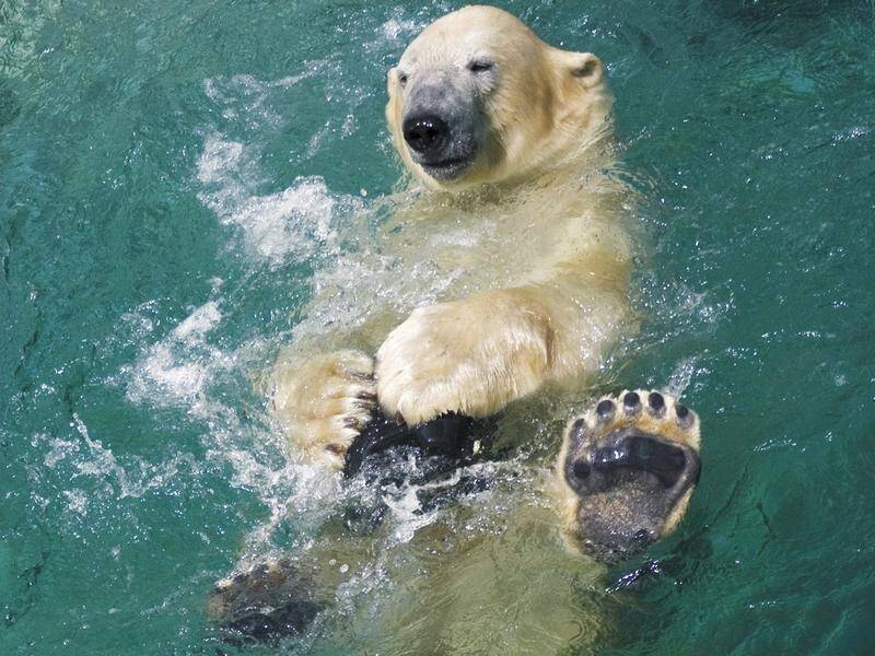 Lyutyik the polar bear, who was a draw card on the Gold Coast, has died in Alaska Zoo aged 19.