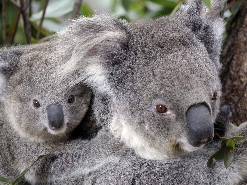 Tensions continue over koala protection in NSW, with a Liberal MP voting against a government bill.