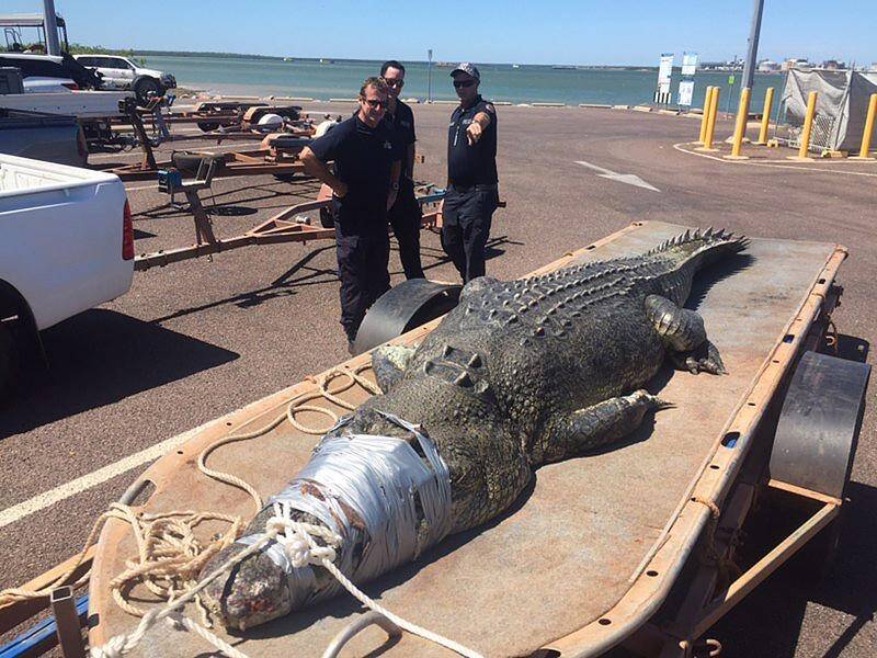 There are calls for a crocodile cull after a 4.7 metre reptile was pulled out of Darwin harbour.