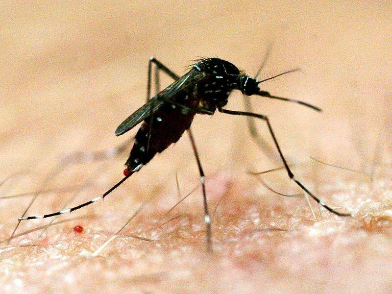 NSW residents are being warned to protect against mosquitoes after a case of Japanese encephalitis. (Dave Hunt/AAP PHOTOS)