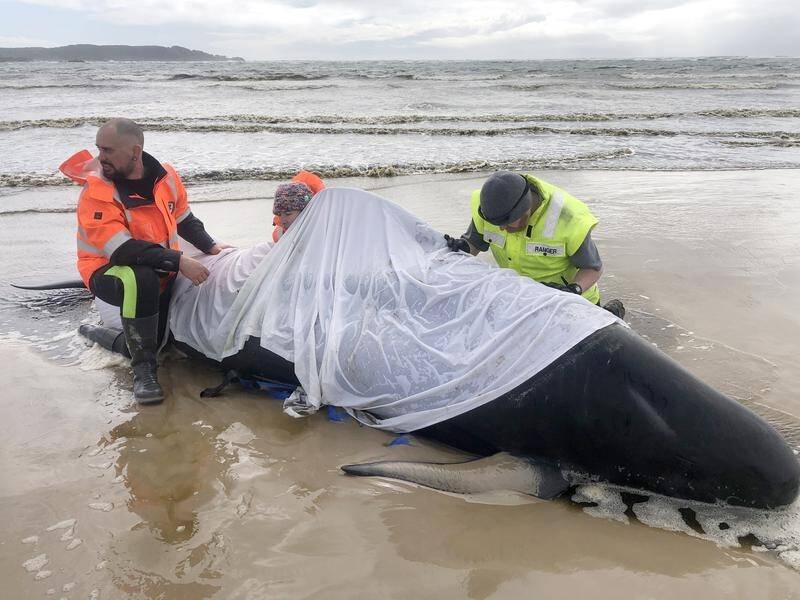 It was only two years ago hundreds of whales died after being stranded on Tasmania's west coast. (PR HANDOUT IMAGE PHOTO)