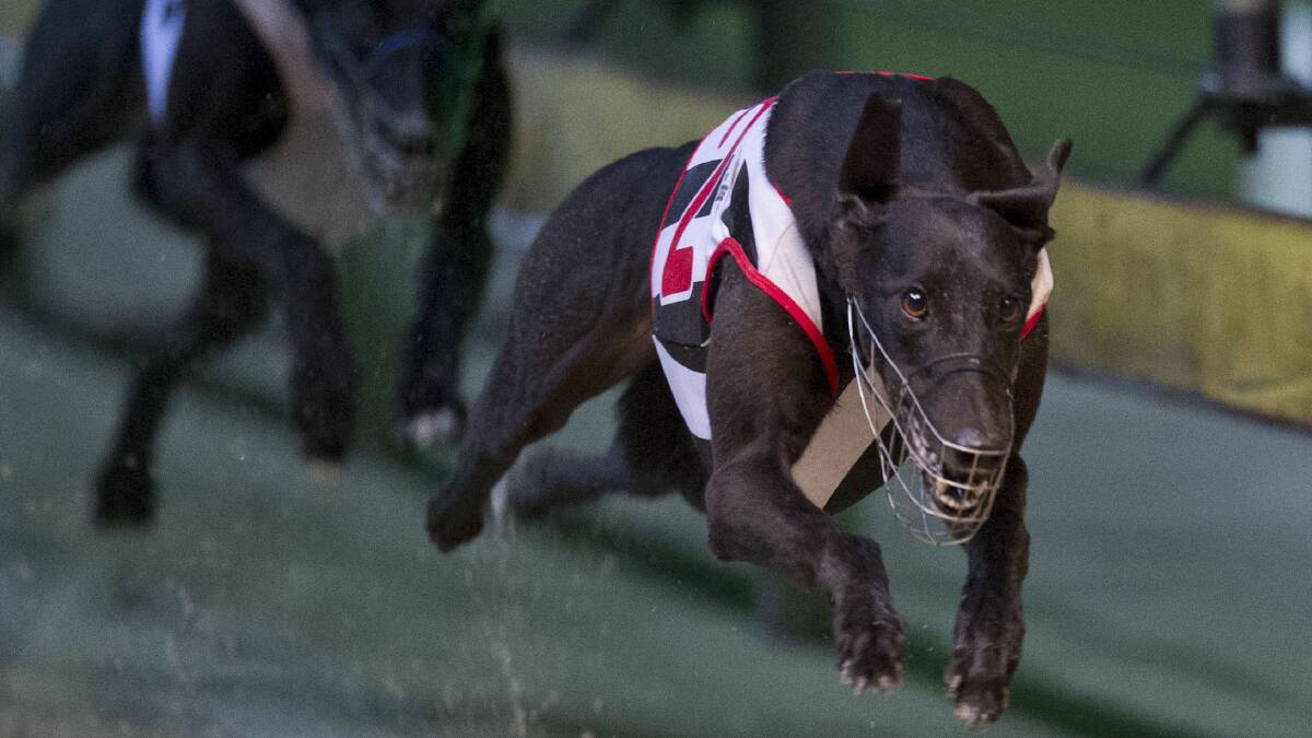 PUPPY POWER: Double Twist is an awesome sight in full stride. Photo: www.thedogs.com.au 