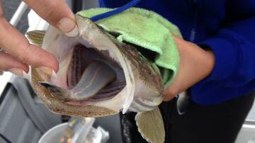 CANNIBAL FISH: Sometimes when pulling in a small flathead a big one eats it. 