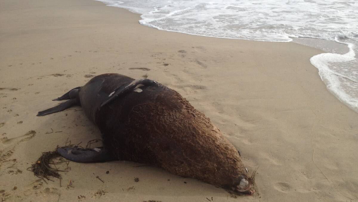 The dead fur seal that was washed up on Comerong Island.