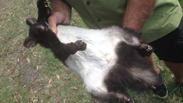 GRIM FIND: The dead greater glider that was located near the Bum Tree site on Friday afternoon.