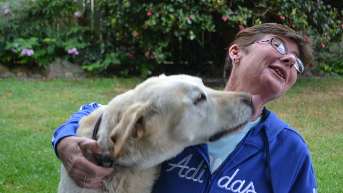PAMBULA: Raffles the 11-year-old Labrador is in great shape four weeks after undergoing emergency surgery to remove bowel cancer. He is pictured giving his owner, Robyn Robinson of Pambula, a big kiss