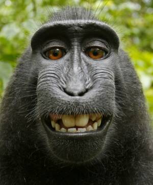 One of the "selfies" taken by a macaque monkey. 