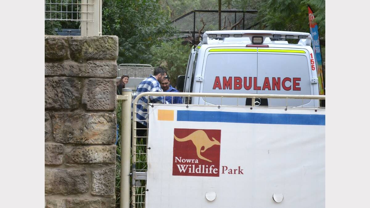 The injured animal handler is led away by NSW Ambulance officers.