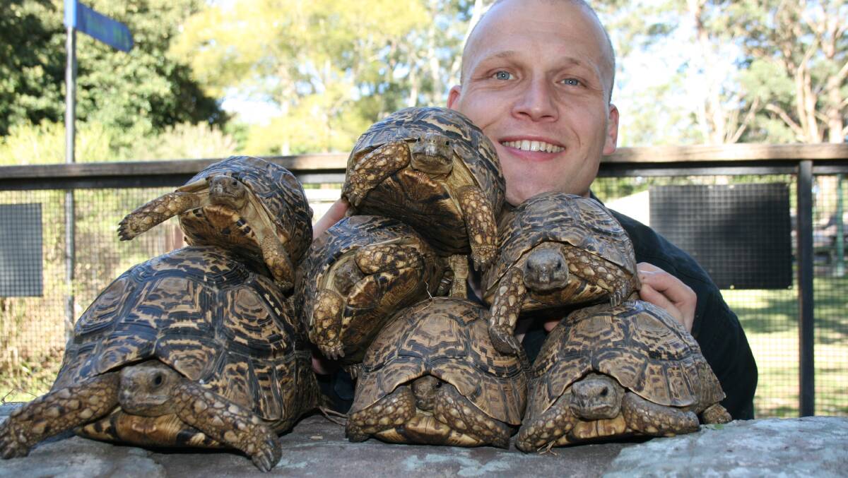 Shoalhaven Zoo owner Nick Schilko with the eight leopard tortoises that were stolen from their enclosure on Wednesday night. 