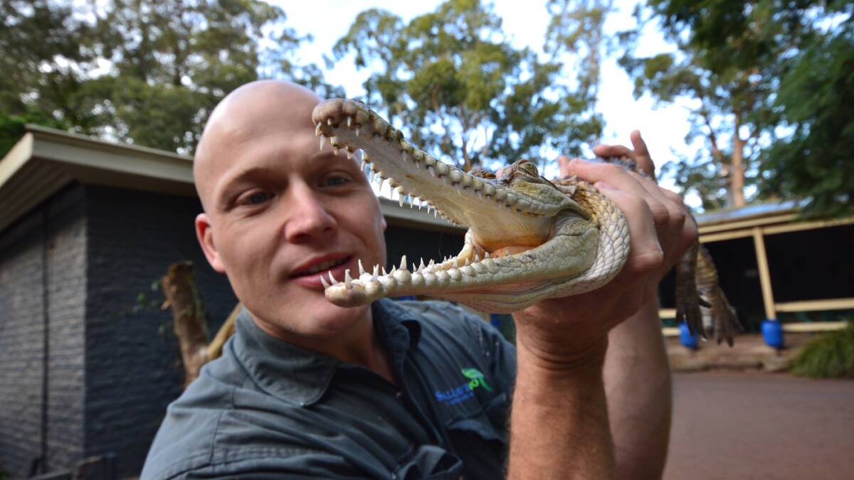 Nick Shilko from Shoalhaven Zoo with the freshwater crocodile seized from a house in Wollongong. 