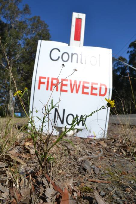 CONSTANT BATTLE: Fireweed grows in front of a sign calling for it be controlled.