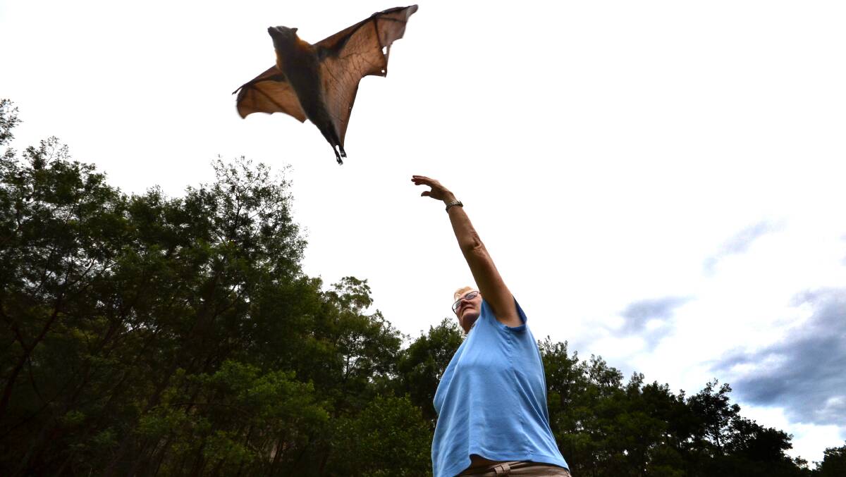 FREEDOM: Shoalhaven’s own bat woman Gerardine Hawkins releases a grey headed flying fox back into the wild after bringing it back from the brink of death.