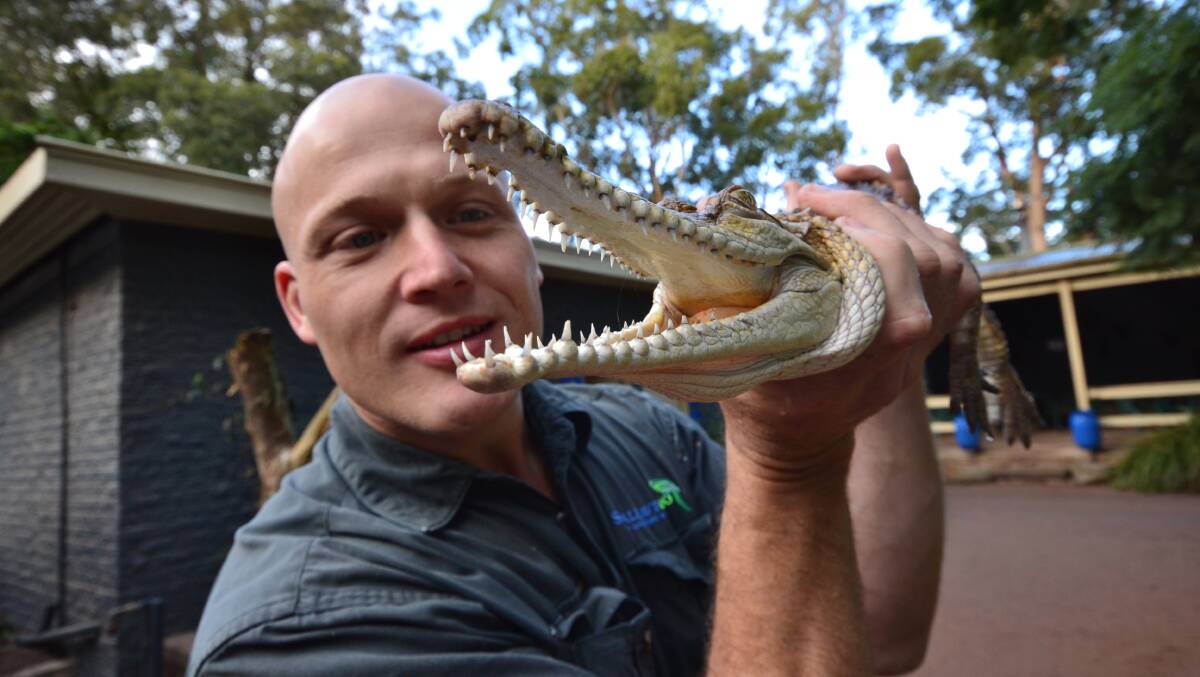POINTY END: Nick Shilko from Shoalhaven Zoo with the freshwater crocodile seized from a house in Wollongong. 