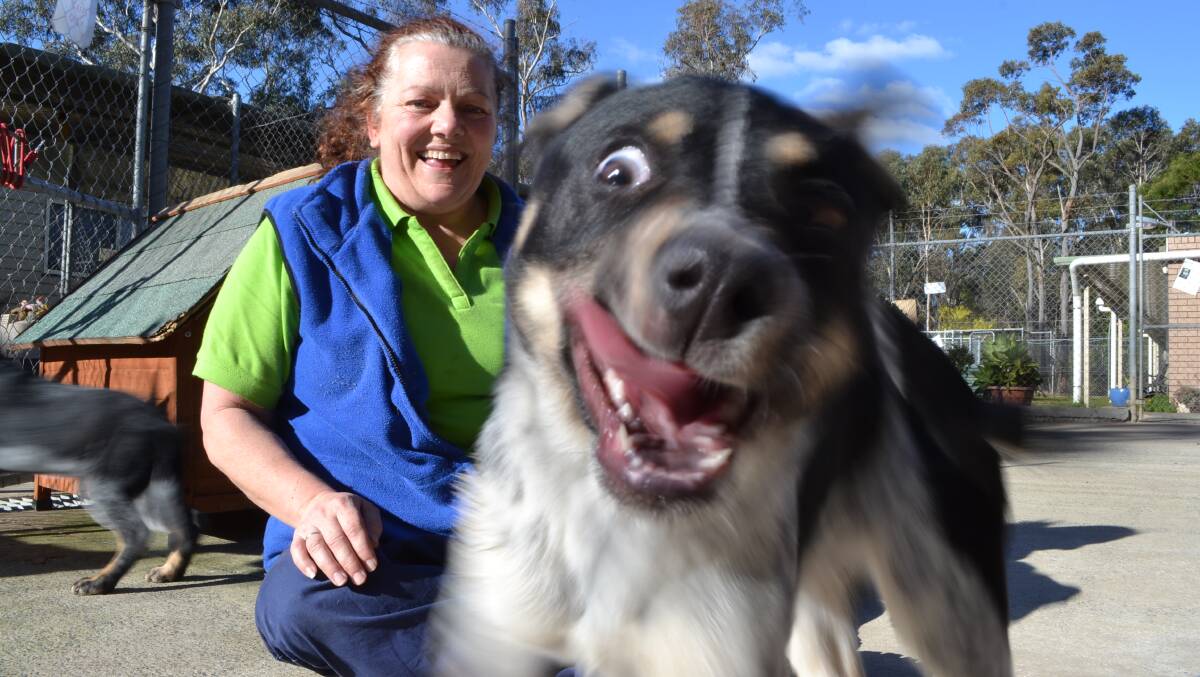 RSPCA Nowra calls on the community to help with dog overflow | South Coast  Register | Nowra, NSW