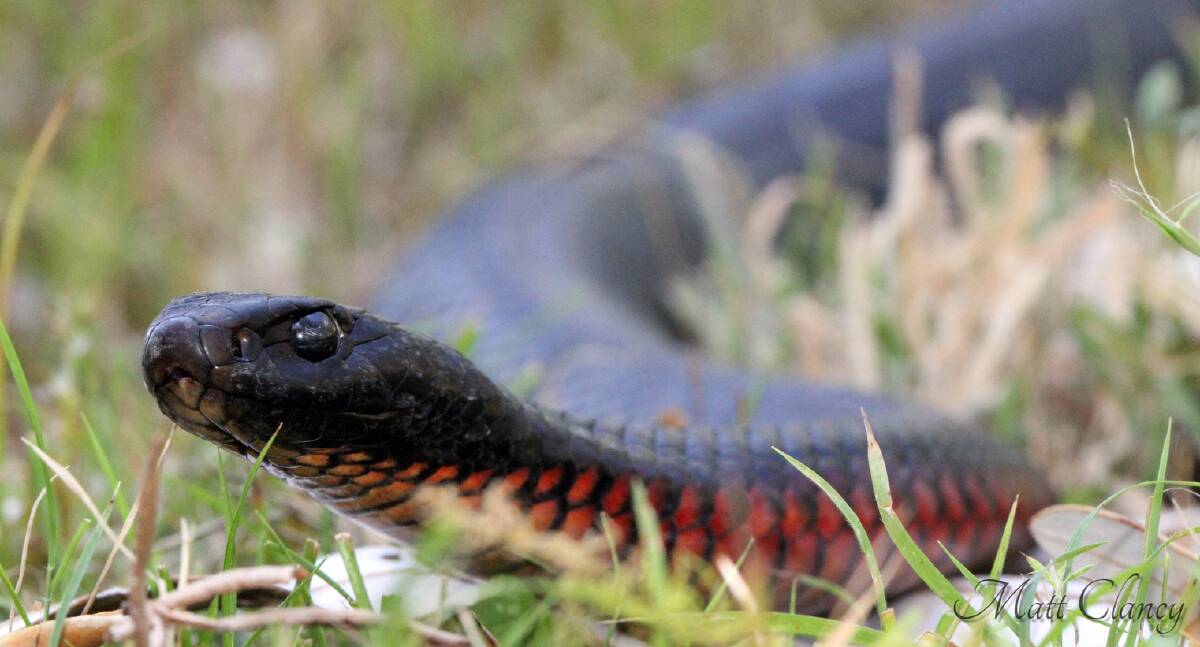 BE AWARE: Red bellied black snakes are prevalent in the region at the moment.