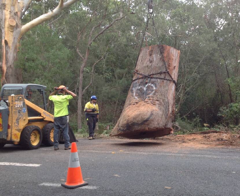 IT’S OVER: The Bum Tree was cut down and transported to Bomaderry on Friday as protesters shouted for the tree to the end.
