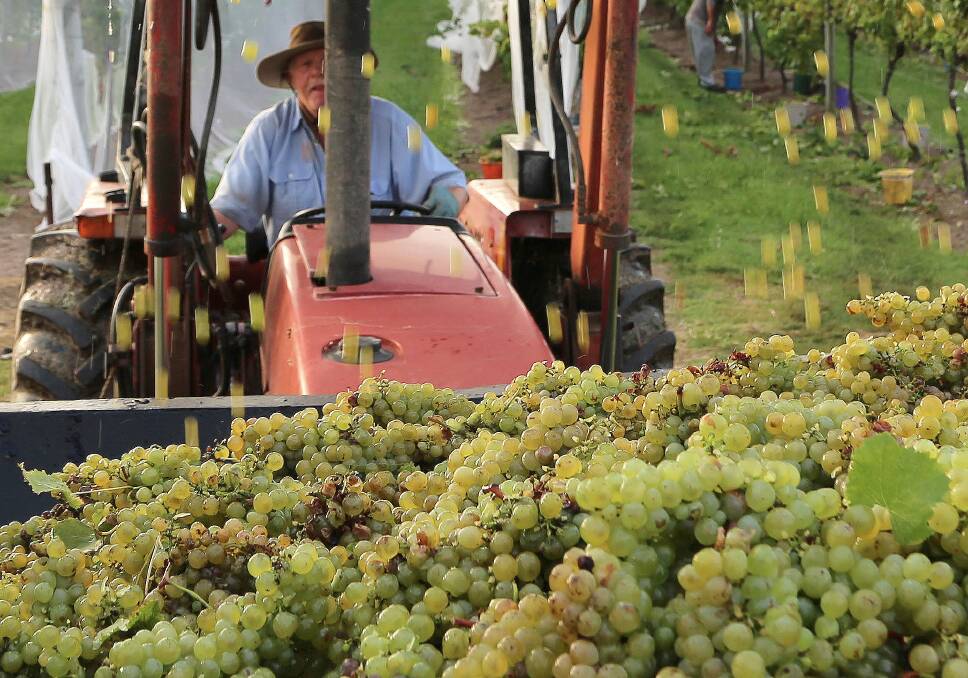 Gold rush: Greg Bishop is finding it keeps raining gold for Coolangatta Estate's prized Semillon wine. Picture: Greg Ellis.
