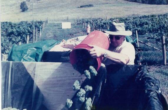 The late Colin Bishop working in the vineyard during one of the early harvests at Coolangatta Estate.
