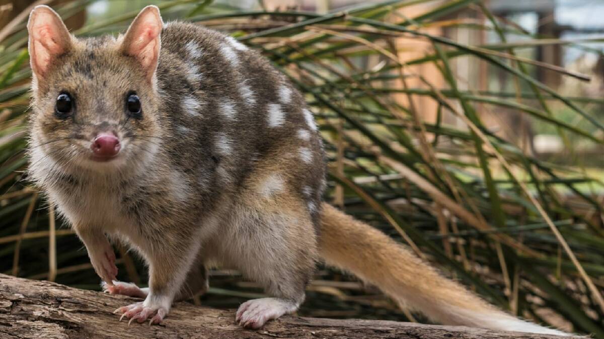 An eastern quoll in Booderee National Park, where the species has produced its first babies on the Australian mainland in more than 50 years. Picture: Booderee National Park