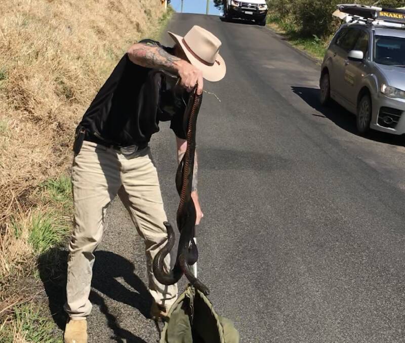 Ray McGibbon rescuing the two snakes. Photo: Supplied. 