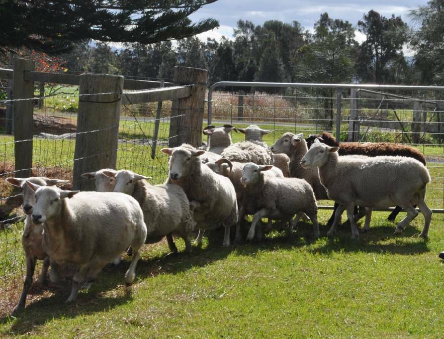 Sheep on a Pyree hobby farm. Photo: file. 