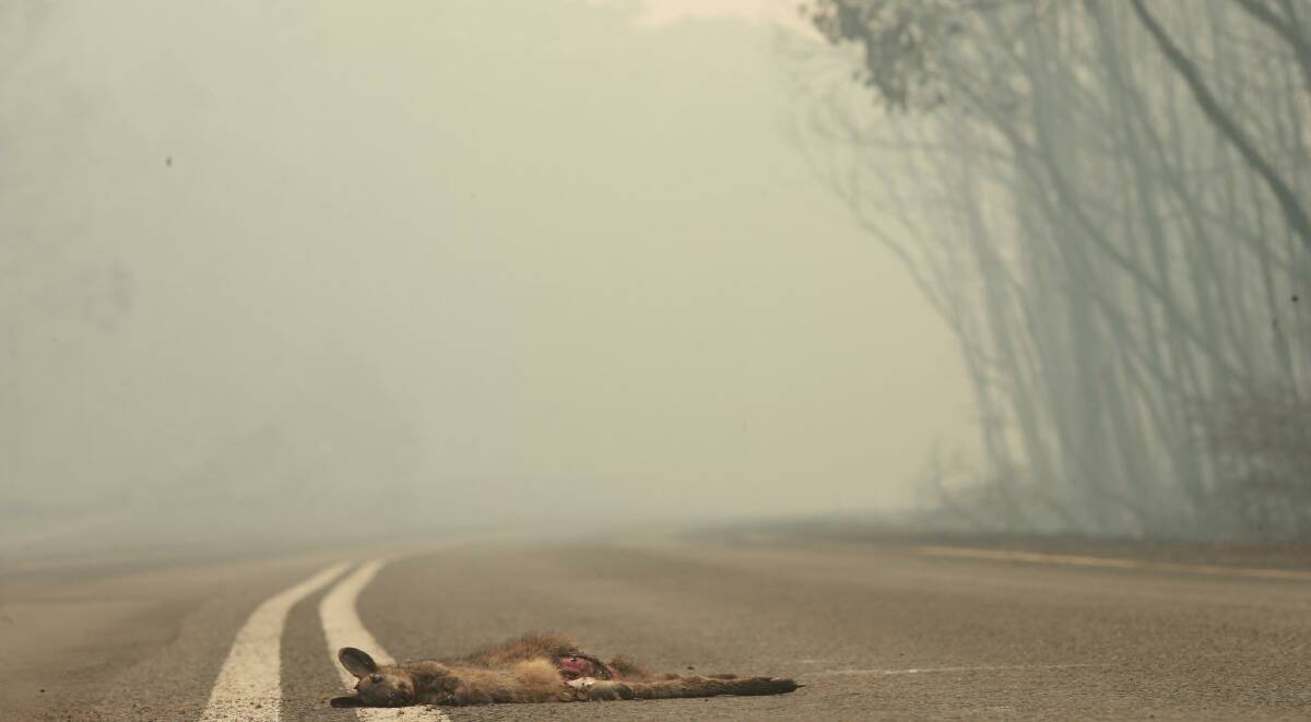 Desolate: A small glimpse of the devastating scenes left by the Currowan fire. Photo: Sylvia Liber.