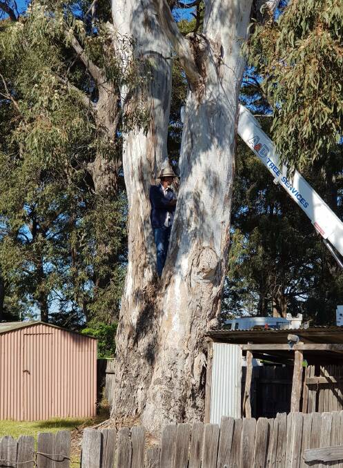 The protester calls for mercy for trees in Huskisson.