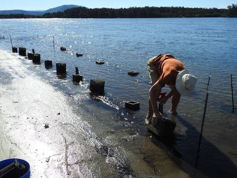 Shoalhaven Riverwatch volunteer collecting samples for Macquarie University. Photo: supplied. 