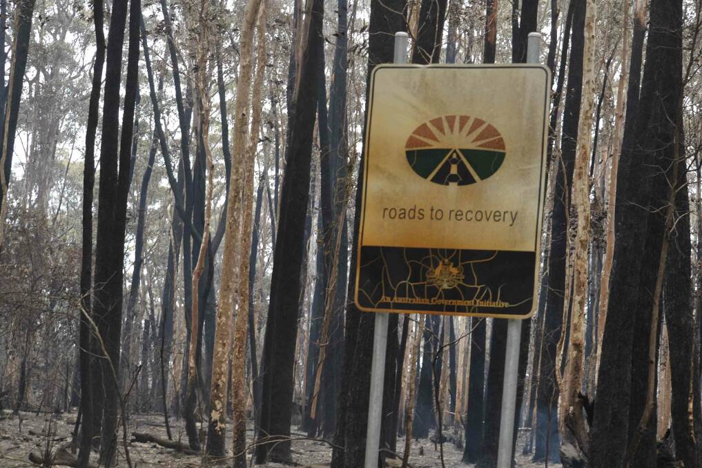 Damaged: The Currowan fire tore through much of the South Coast, leaving wildlife devastated in its path. TAFE is now offering a free course on bushfire recovery. 